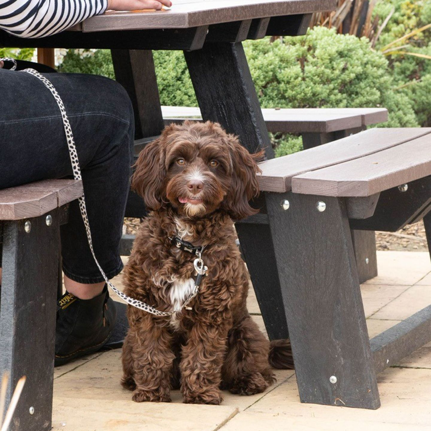 Your local dog friendly pub in Christchurch